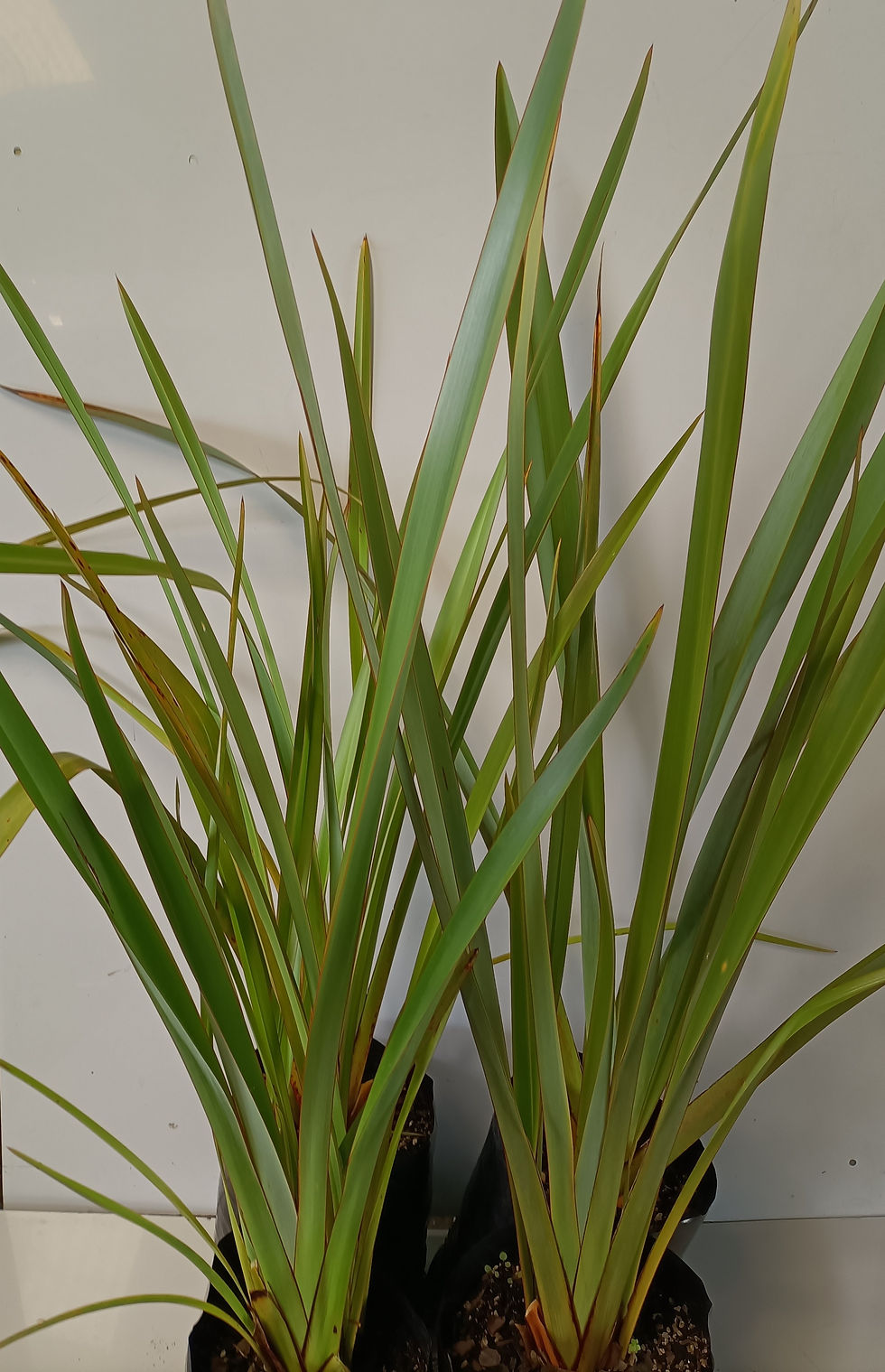 Phormium Tenax
