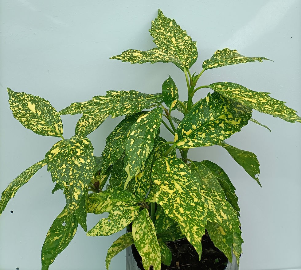 Japonica Goldstrike - Japonica Aucuba