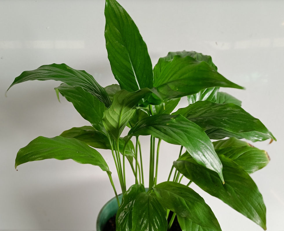Peace Lily - Spathiphyllum