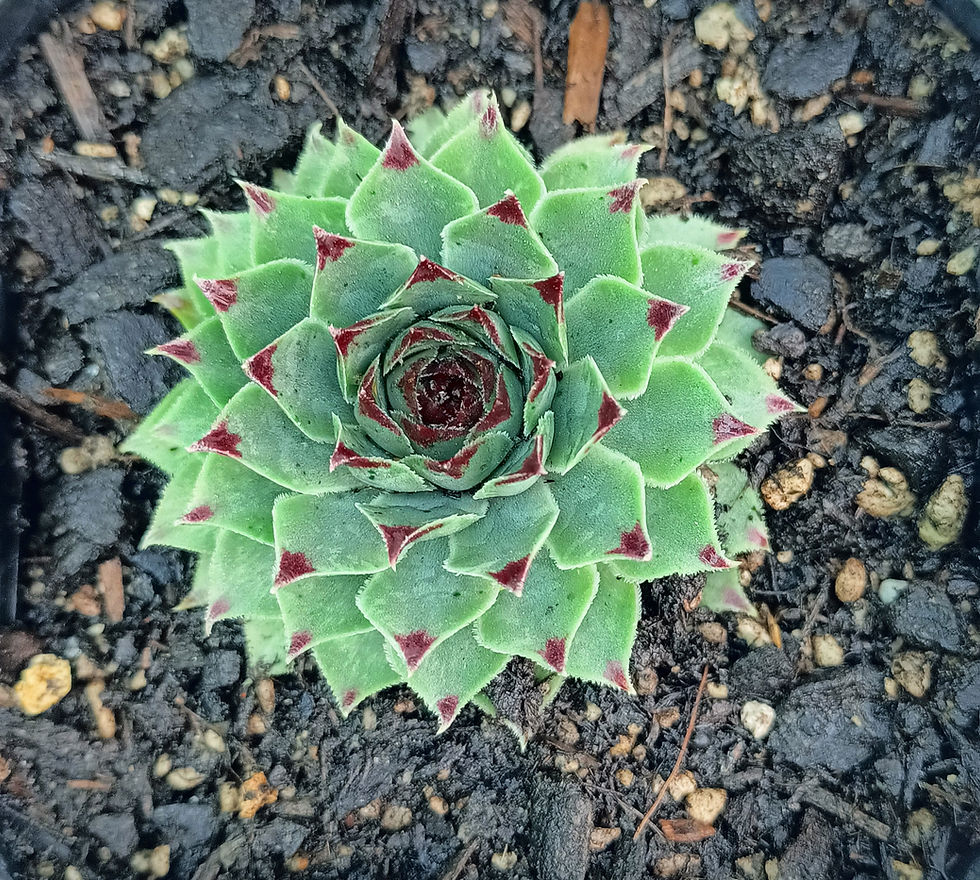 Sempervivum Tectorum Calcareum