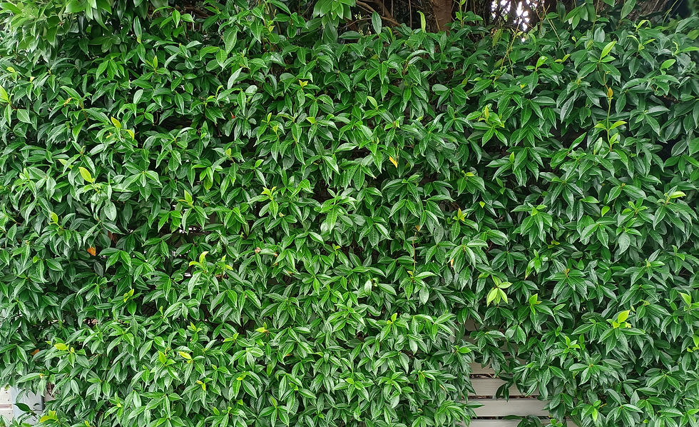 Star Jasmine - Trachelospermum Jasminoides 2