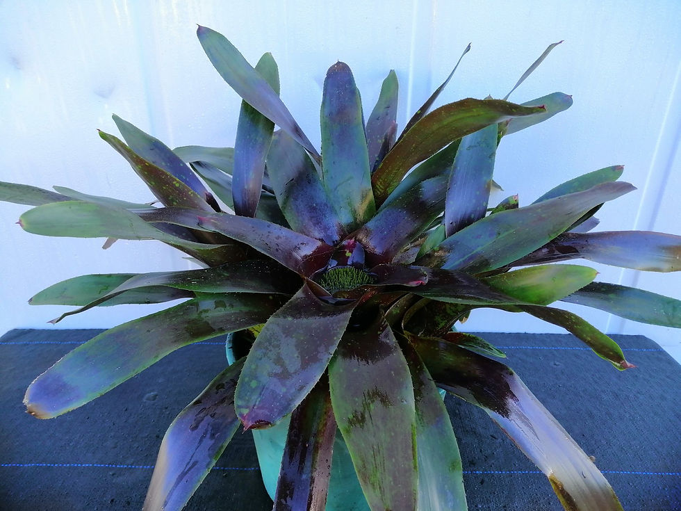 Neoregelia Hybrid - Green & Brown