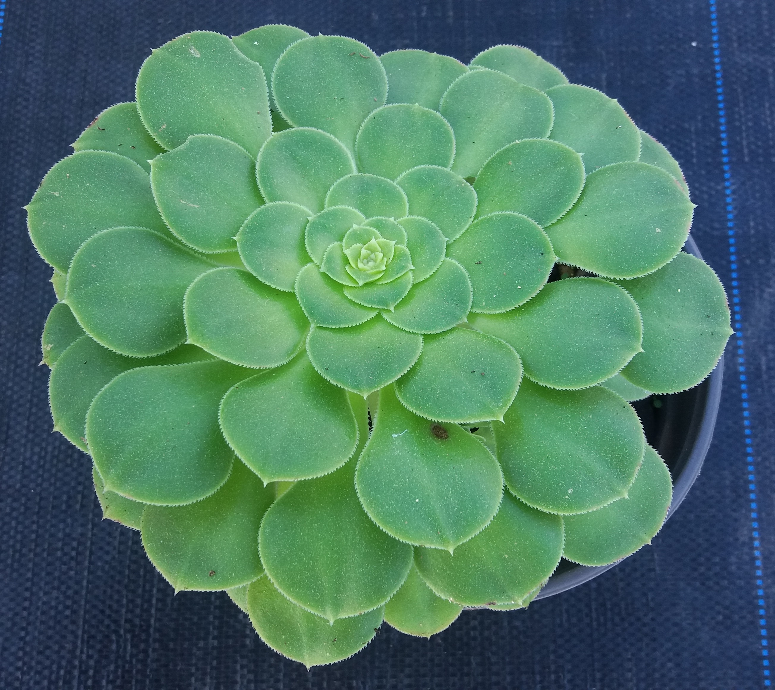 Aeonium Canariense - Velvet Rose