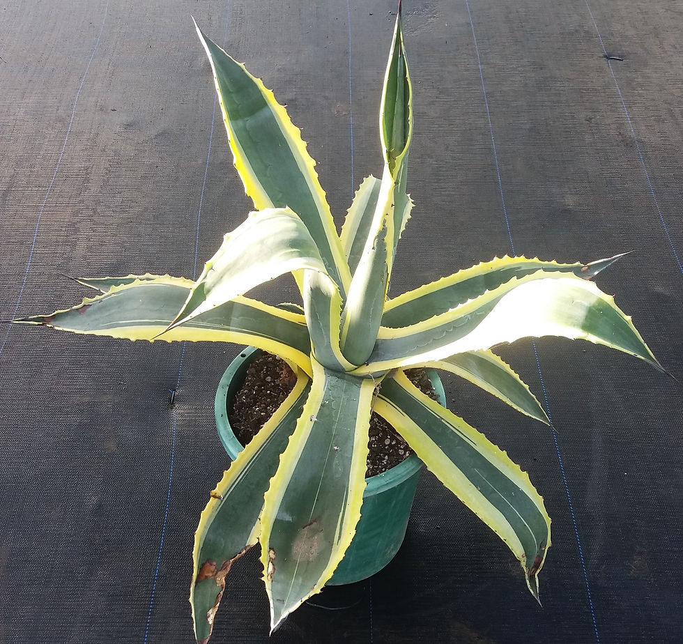 Agave Americana