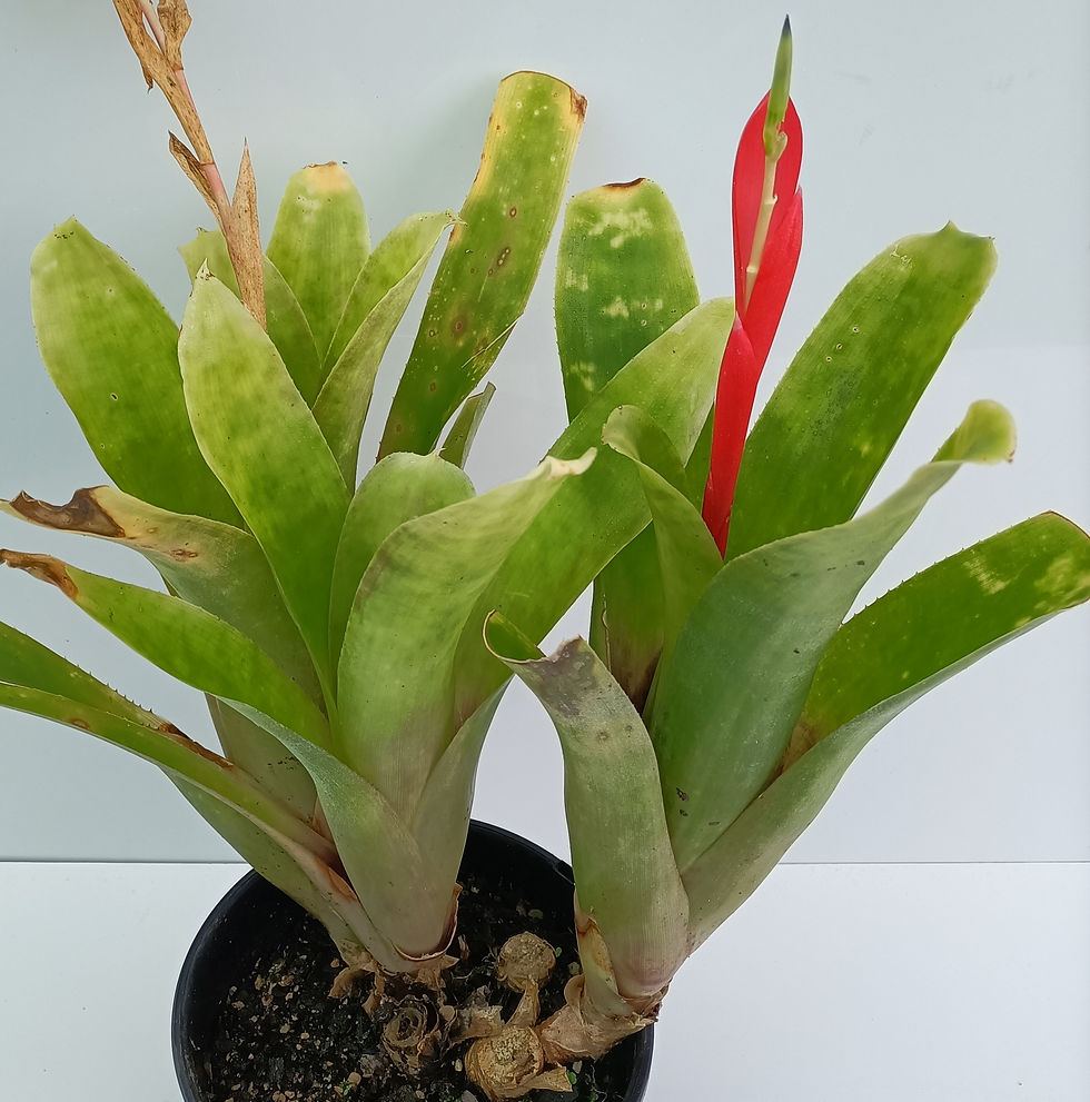 Billbergia Windigig