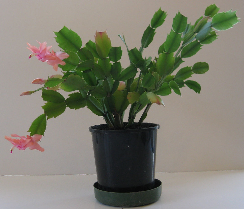 Zygocactus - Salmon