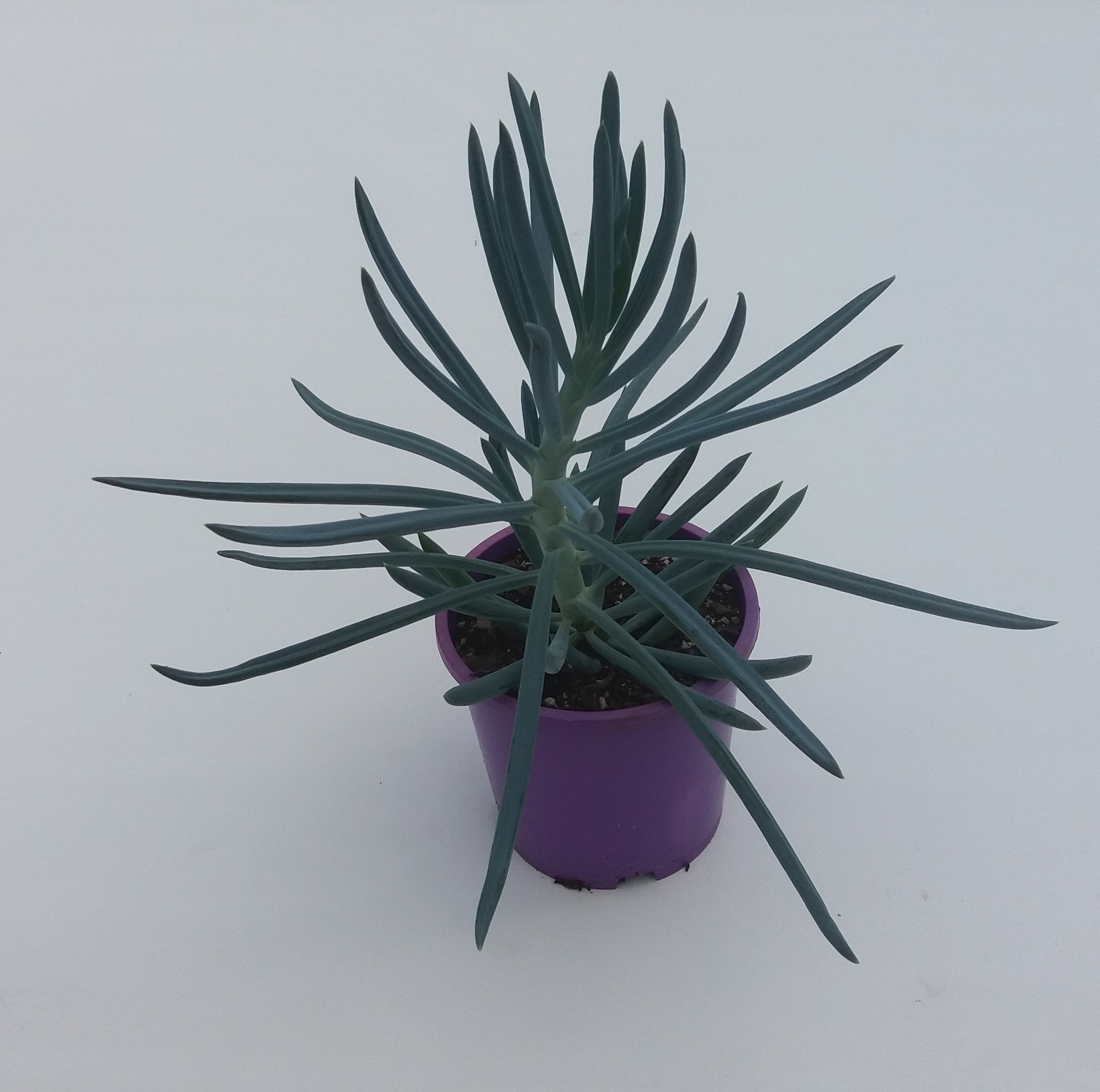 Senecio Serpens - Blue Chalk Sticks