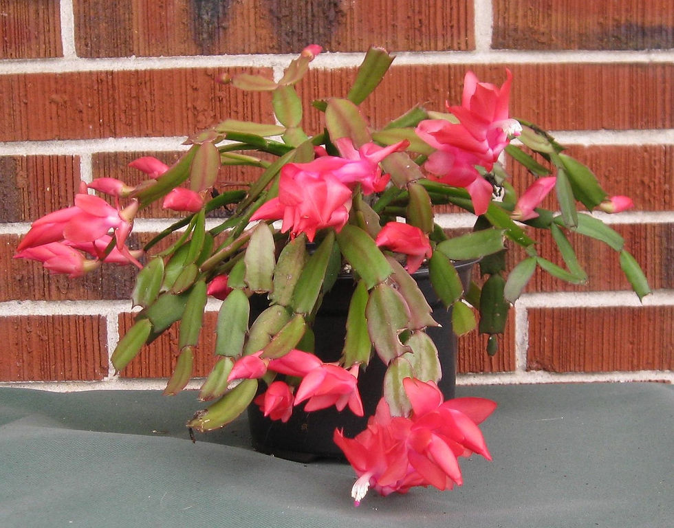 Zygocactus - Red