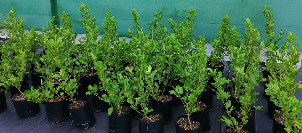 Griselinia Littoralis - Broadway Mint