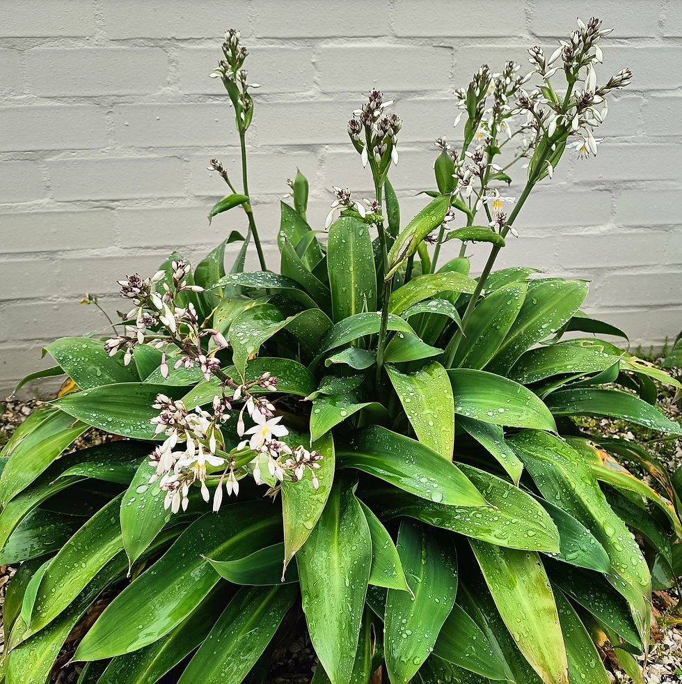 Rengarenga Lily - Arthropodium Cirratum