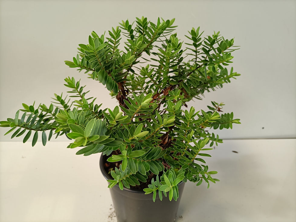 Hebe - Wiri Mist