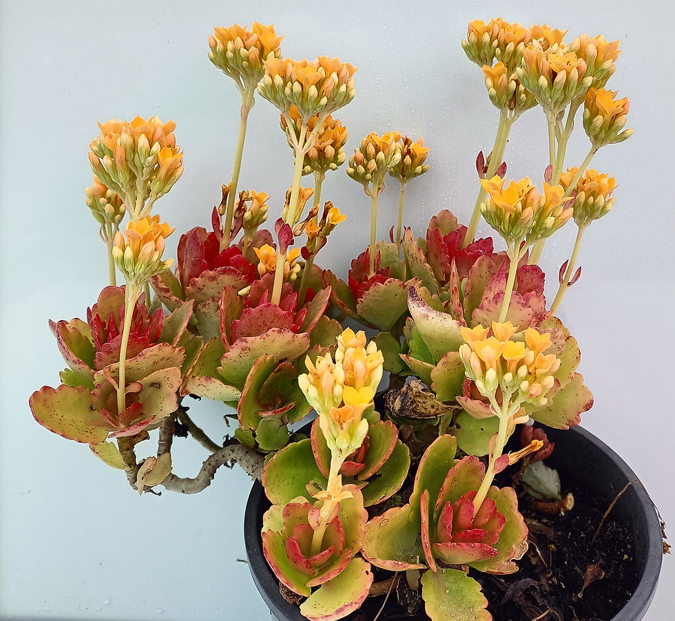 Kalanchoe Blossfeldiana - Gold