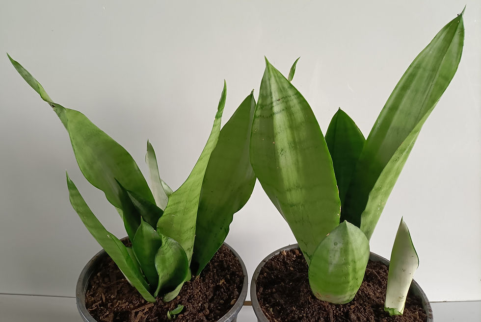 Snake Plant - Sansevieria Moonshine