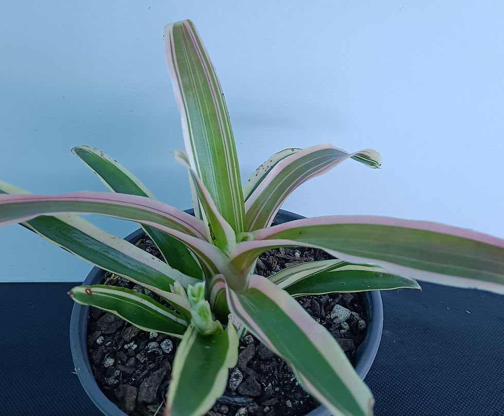 Neoregelia Annik