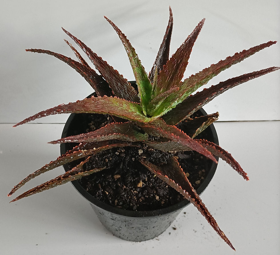 Aloe Hybrid - Snapper
