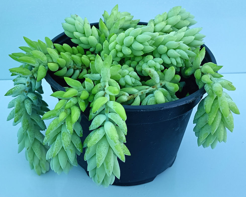 Sedum Morganianum - Donkeys Tail