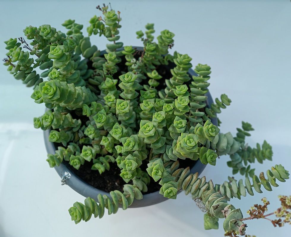 Crassula Jade Necklace