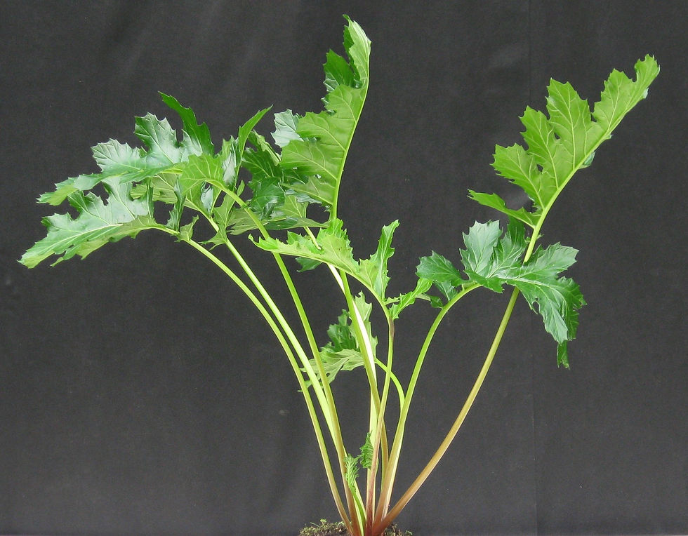 Acanthus Mollis 2
