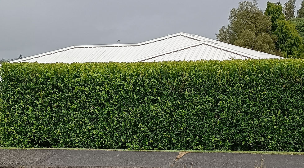 Ficus Tuffy Hedge