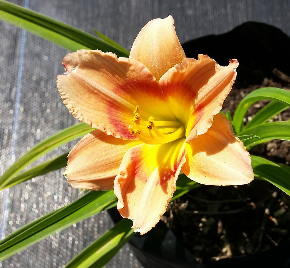 Daylilies - Hemerocallis - Yellow Daylily
