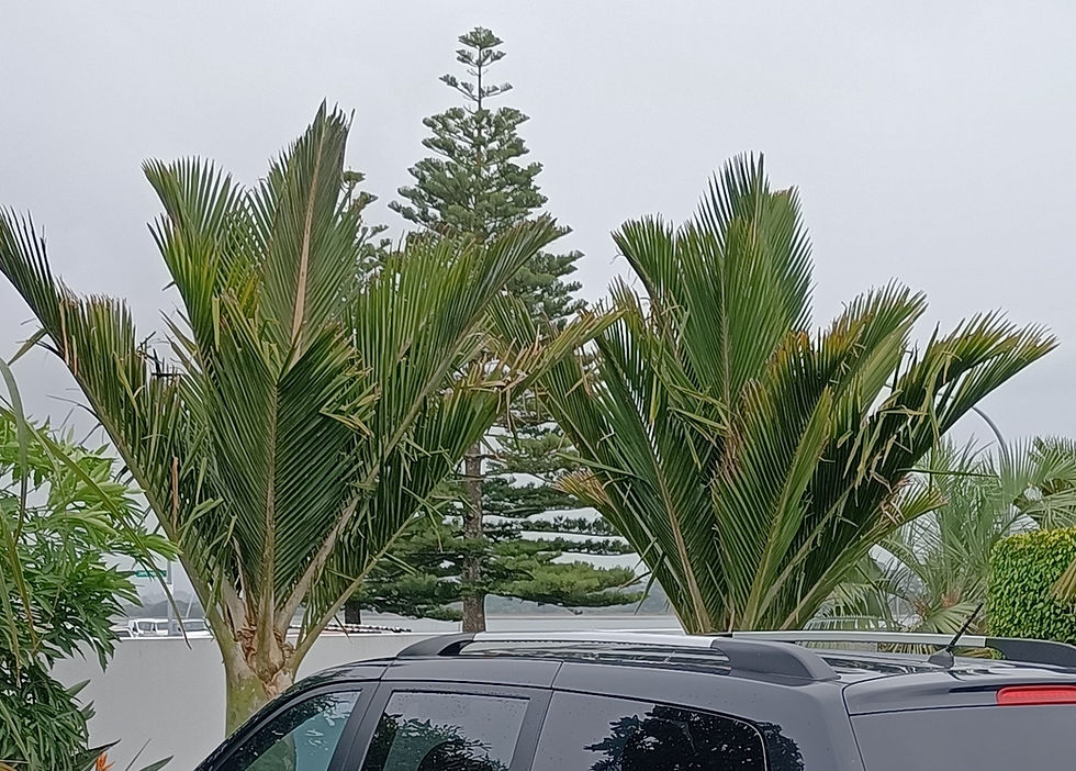 Kermadec Nikau Palm - Rhopalostylis Cheesmani