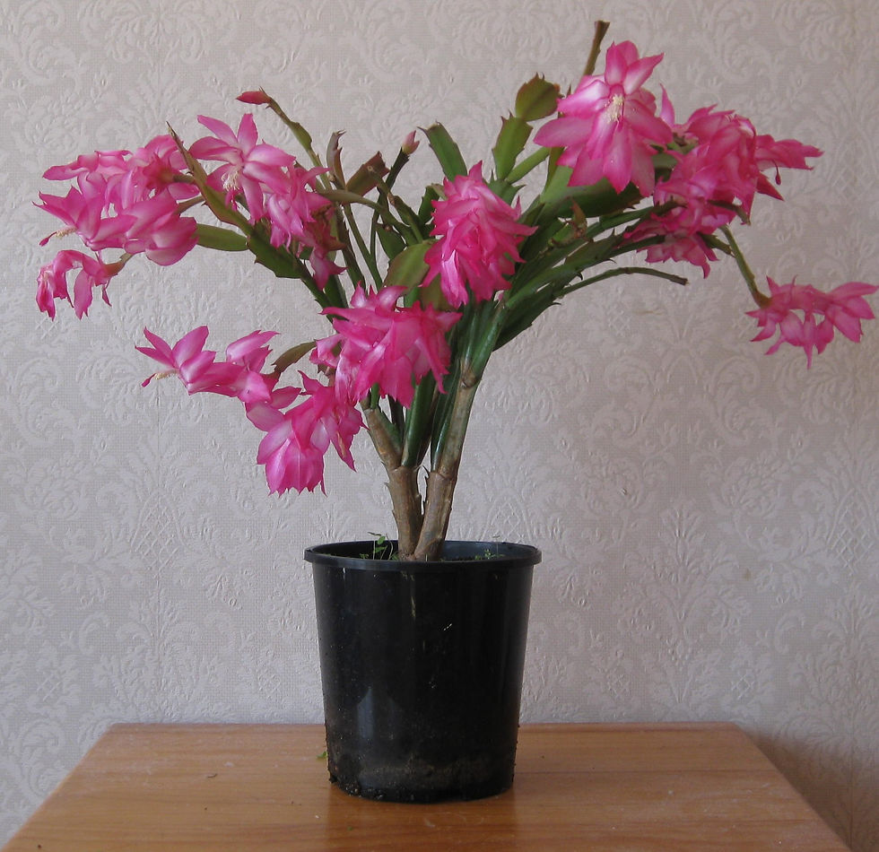 Zygocactus - Cerise