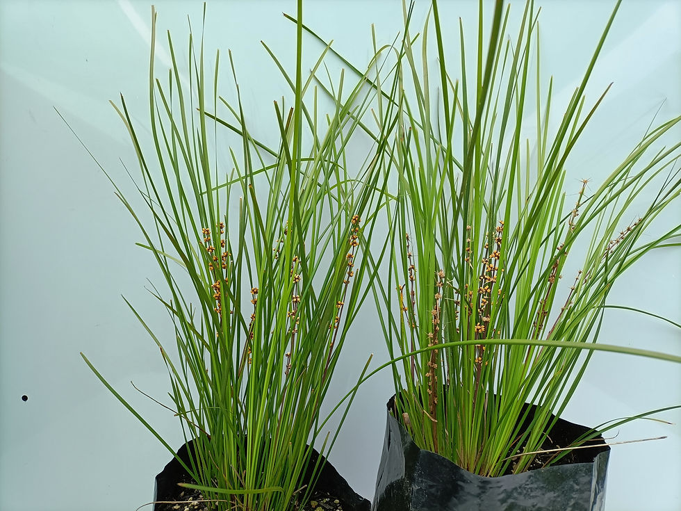 Lomandra Little Pal