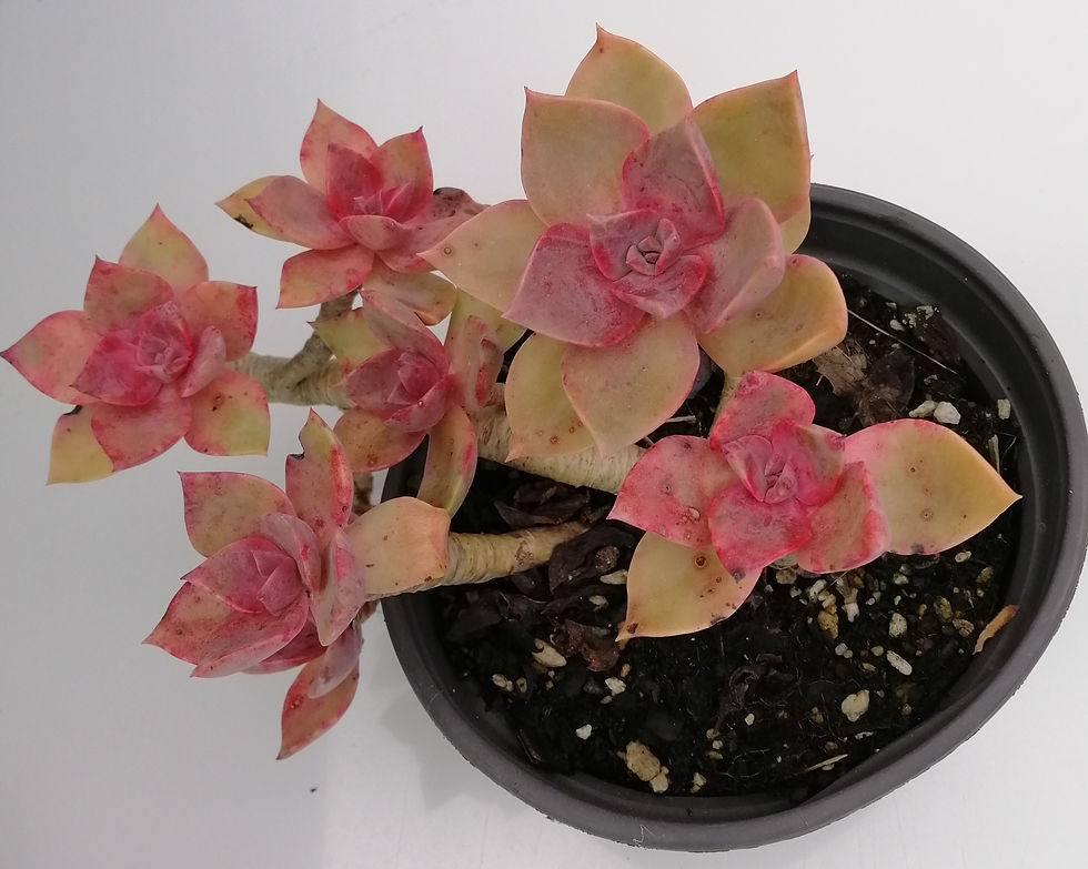 Graptoveria Douglas Huth