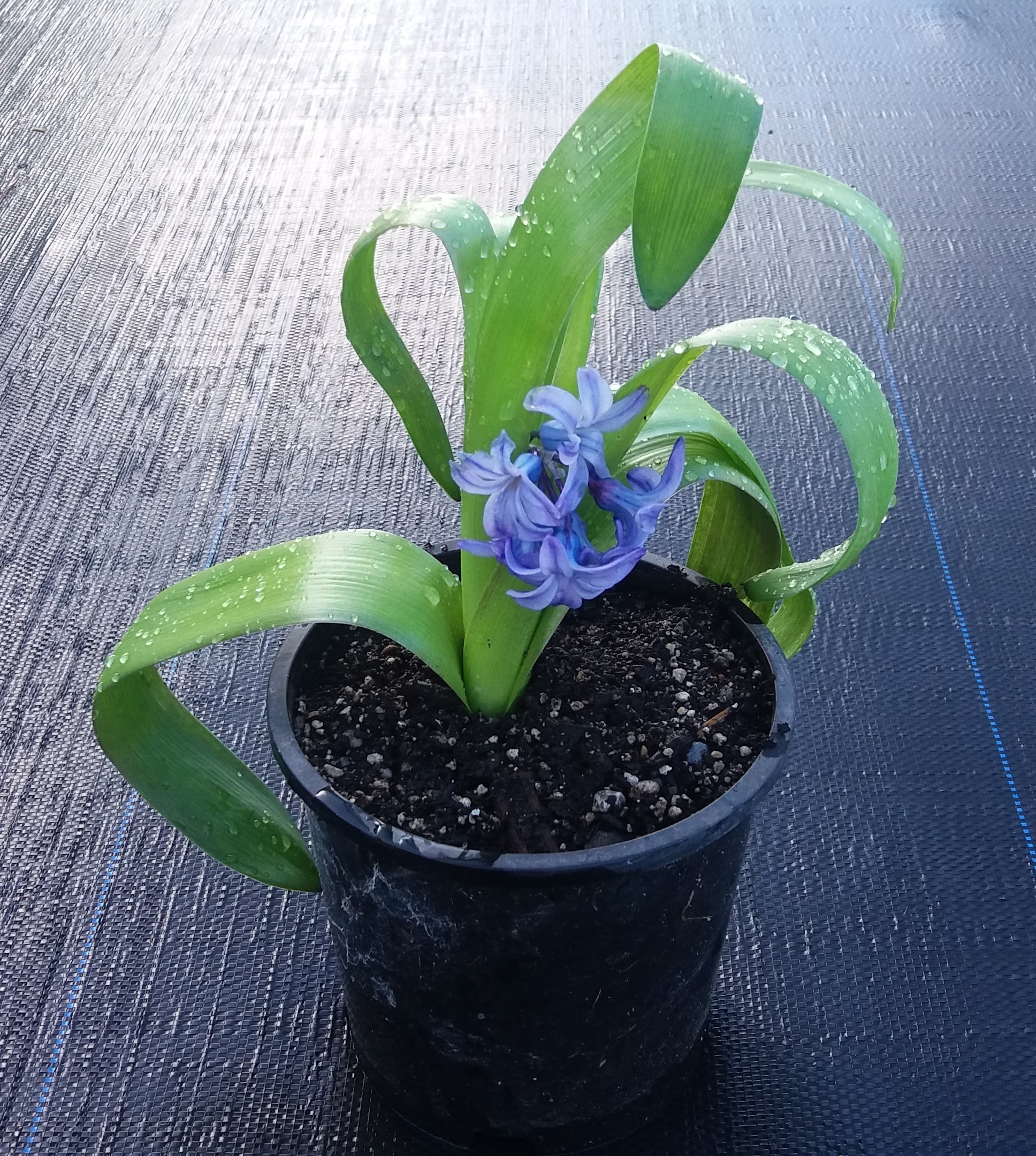 Hyacinth - Blue