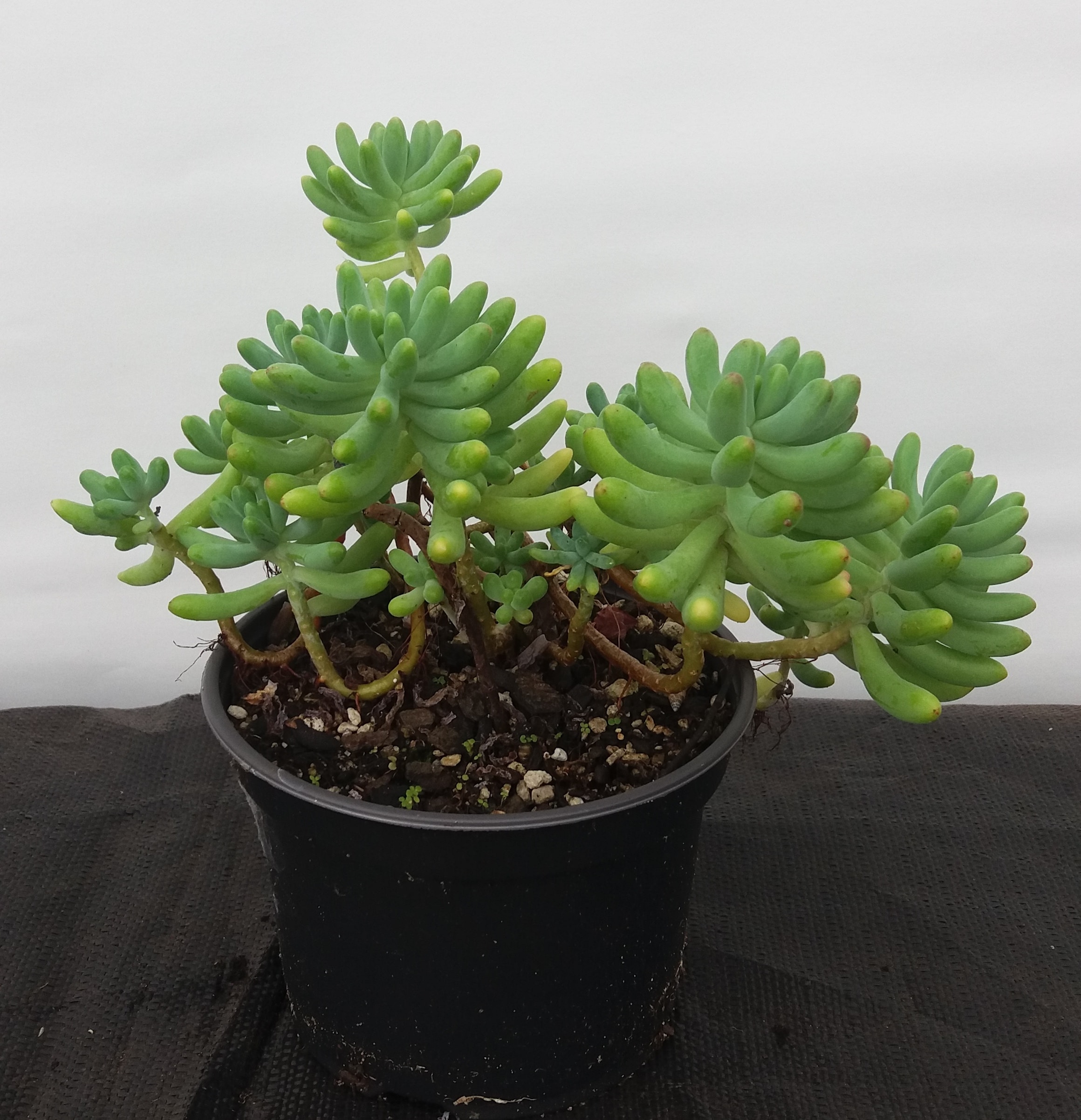 Sedum Pachyphllum - Jelly Bean