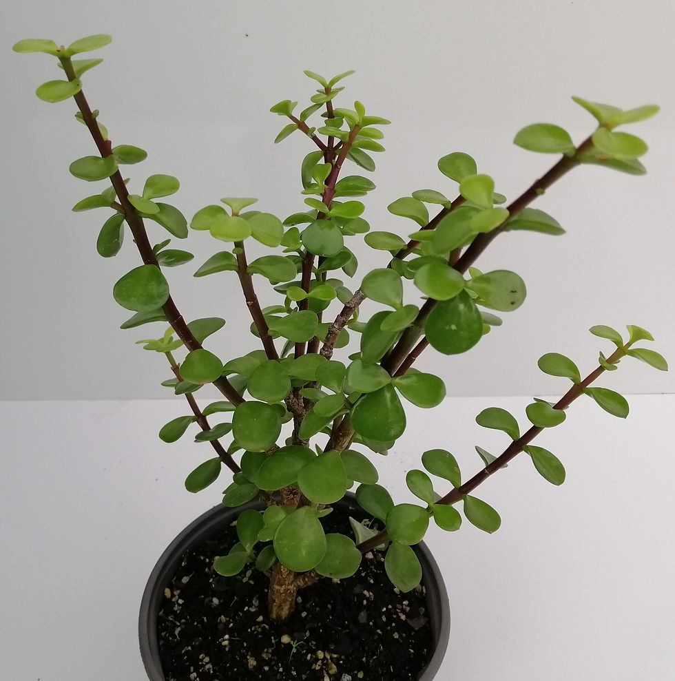 Portulacaria Afra - Dwarf Jade Plant