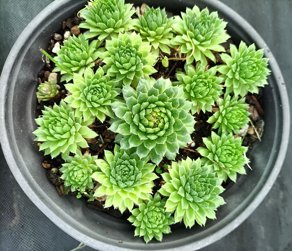 Sempervivum Montanum