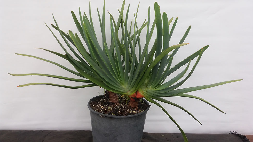 Aloe Plicatilis