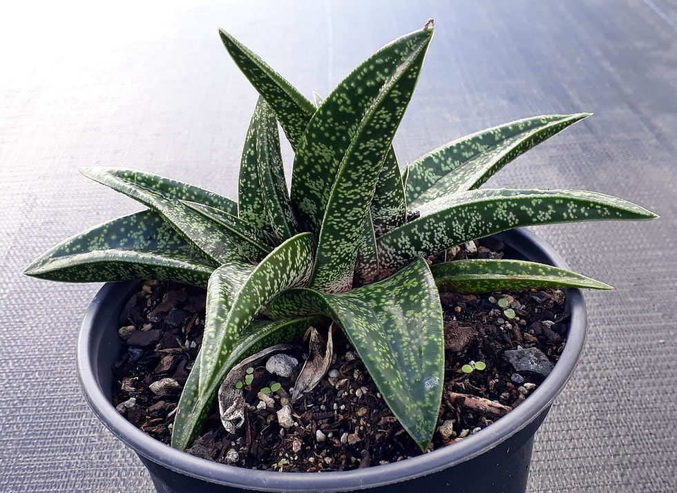 Haworthia - Gasteria Flow