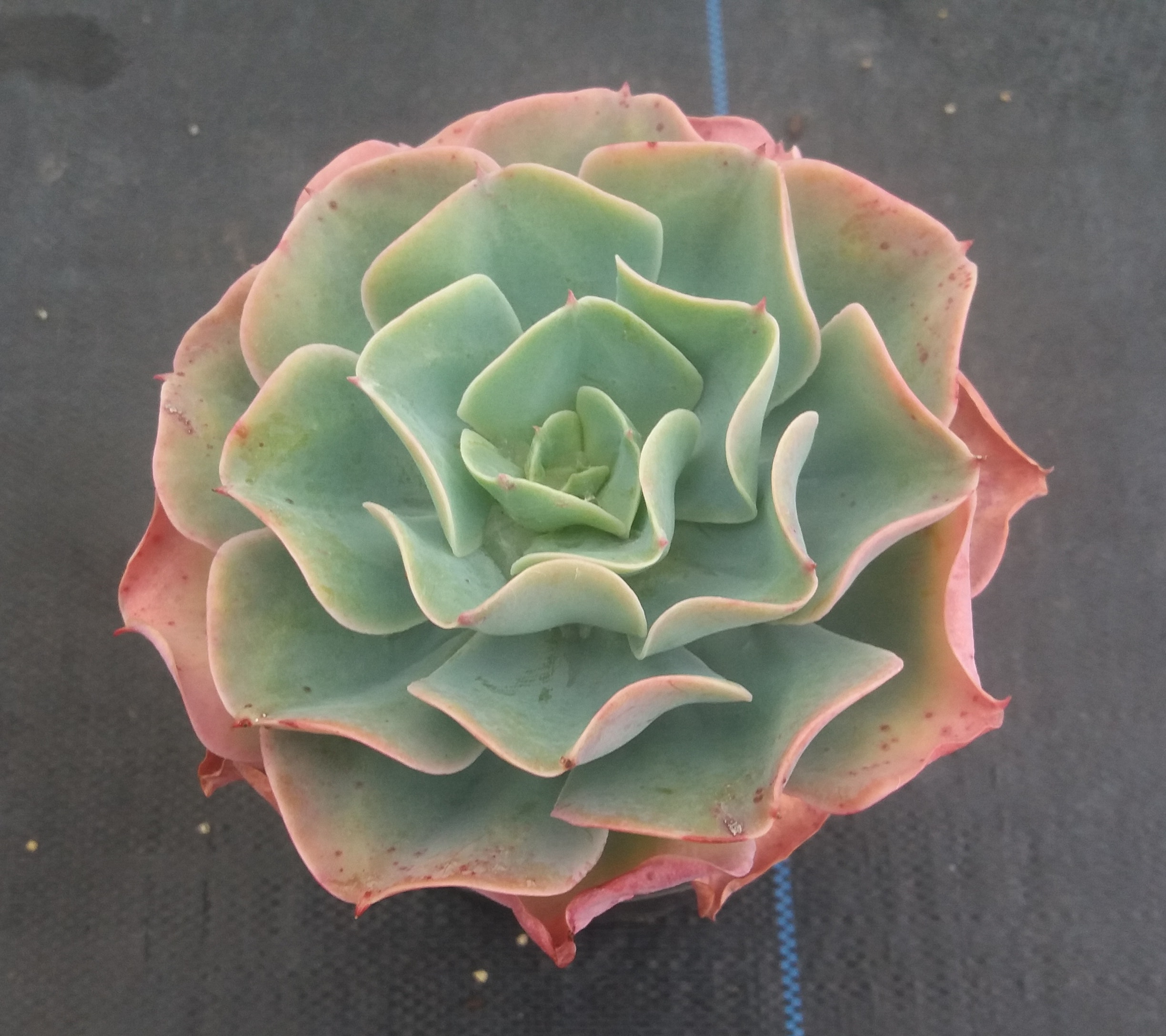 Echeveria Blue Waves