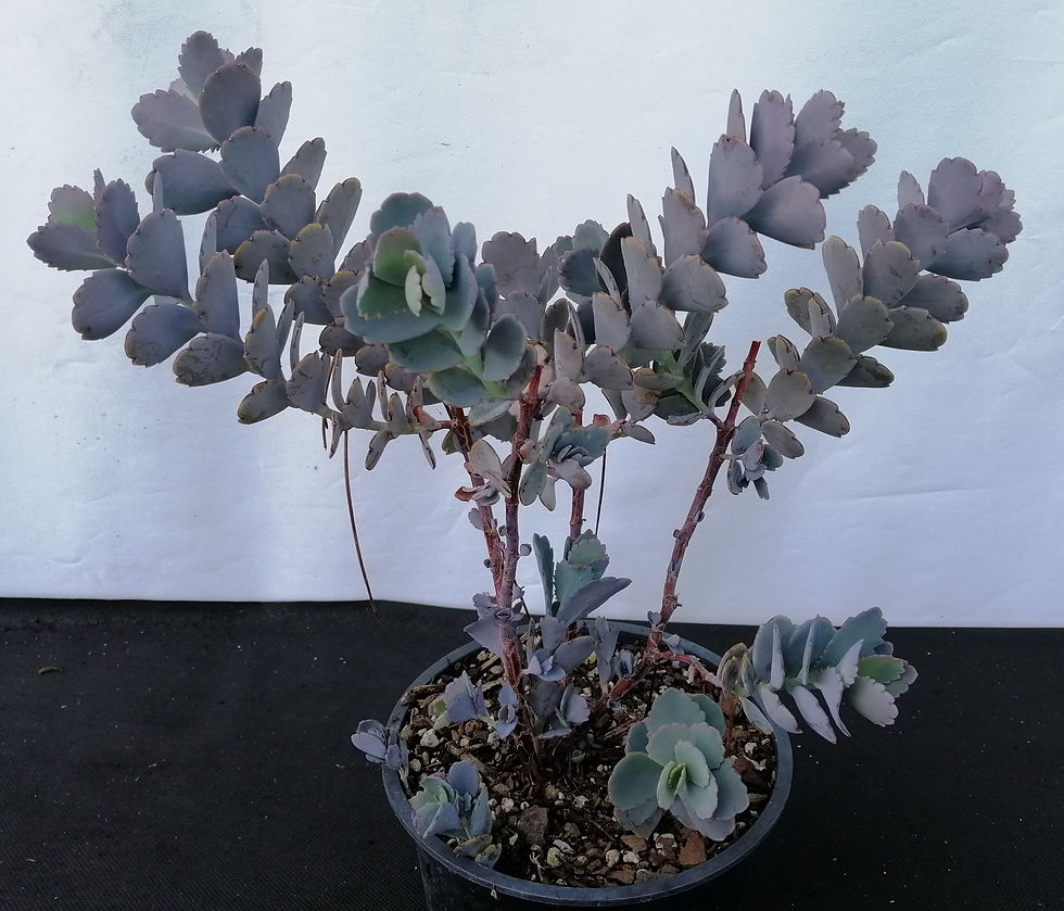 Kalanchoe Blue Dust