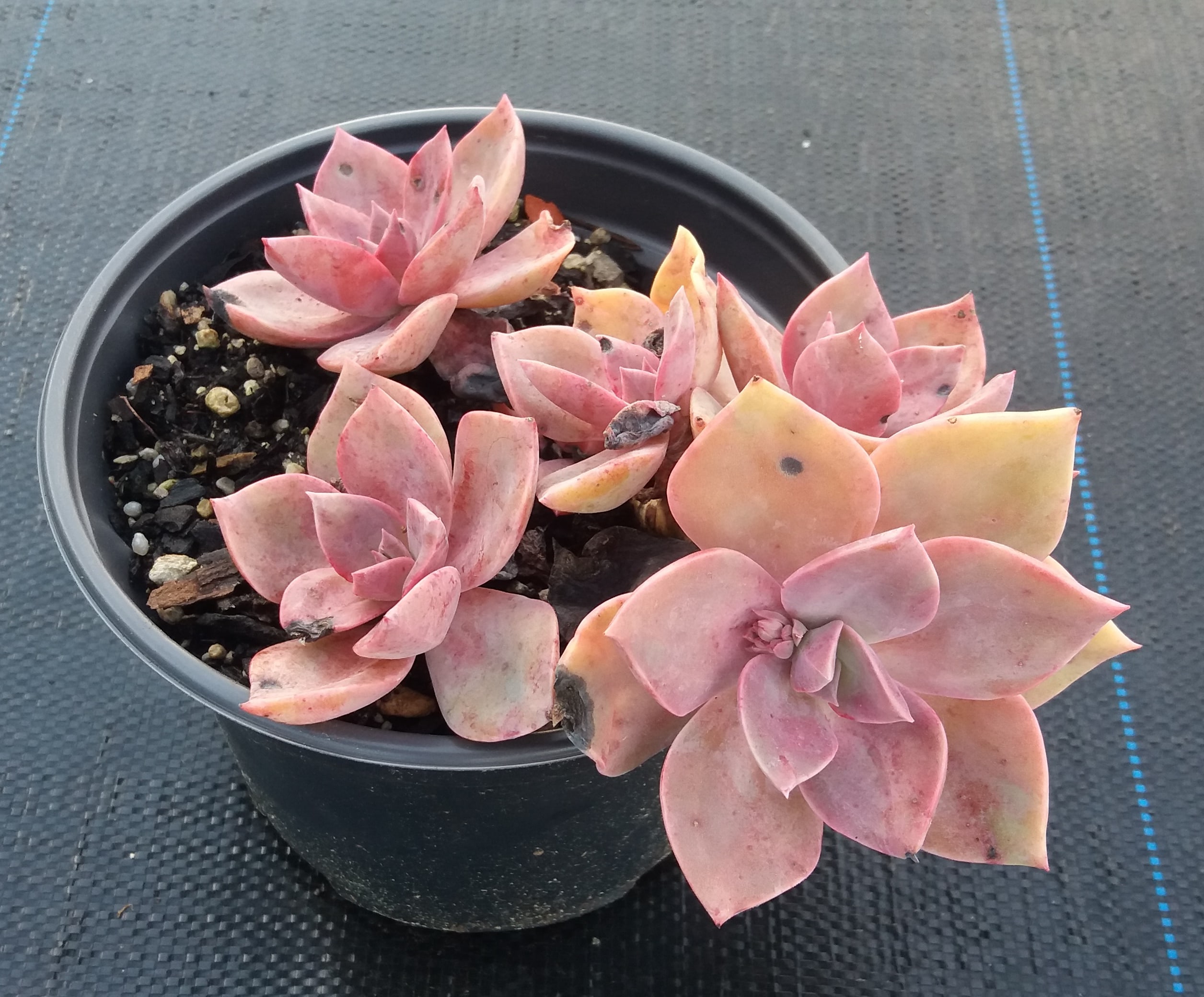 Graptoveria Douglas Huth