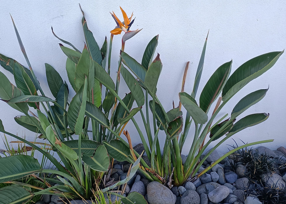Bird of Paradise - Strelizia Reginae
