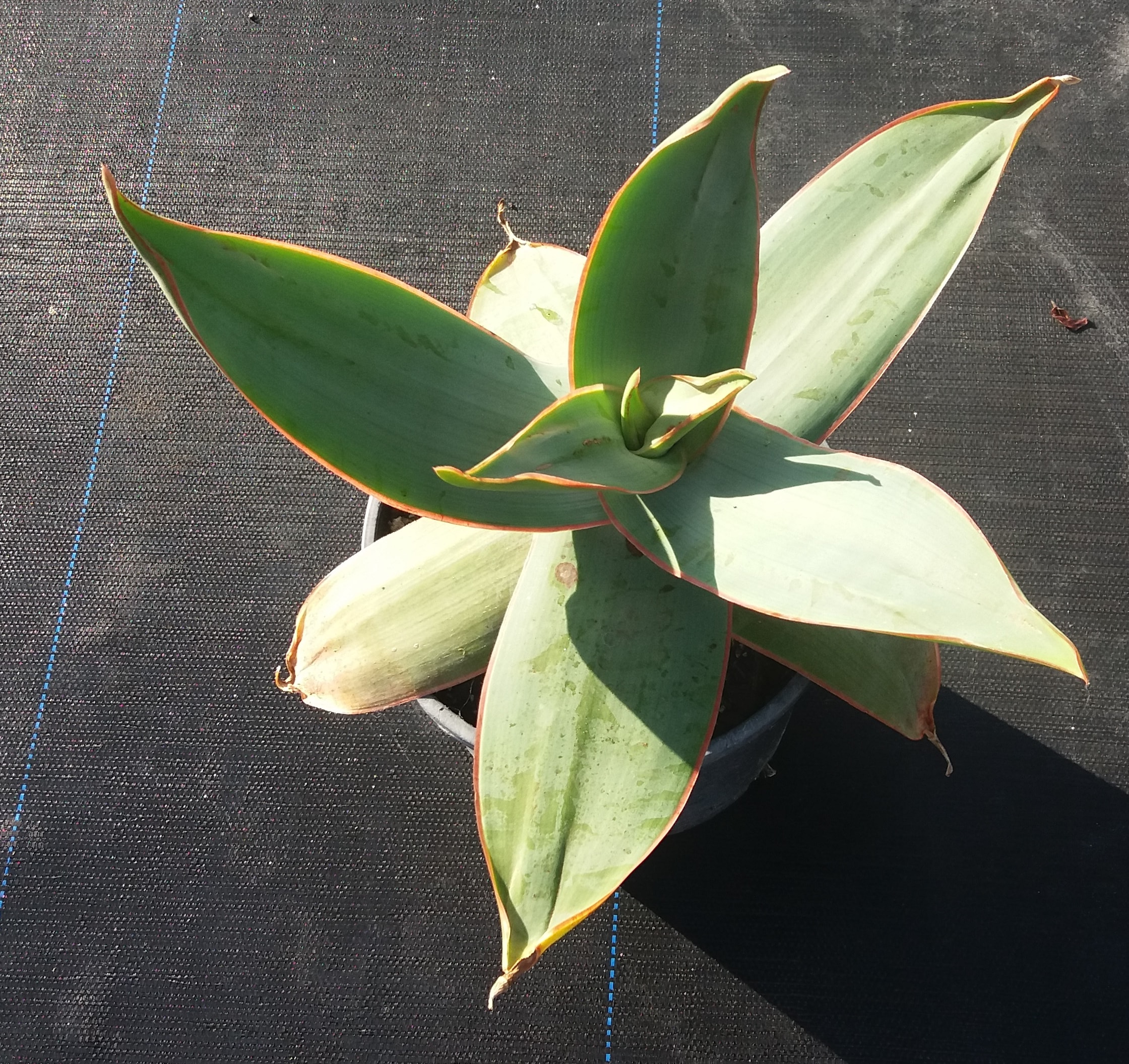 Aloe Striata