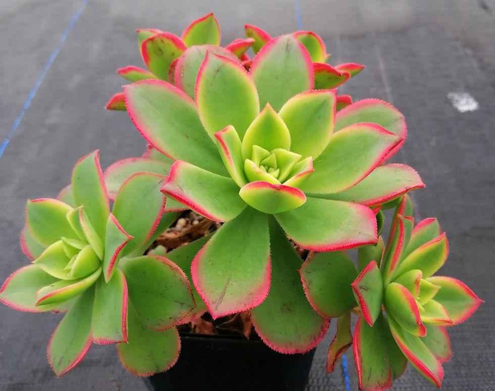 Aeonium Decorum - Tricolor