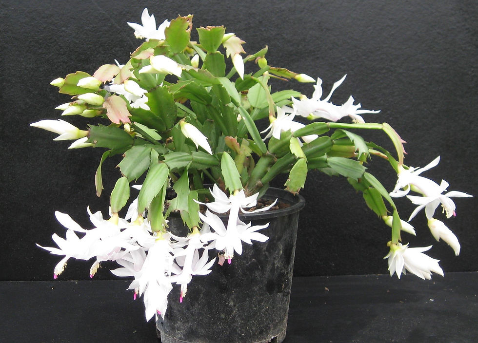 Zygocactus - White