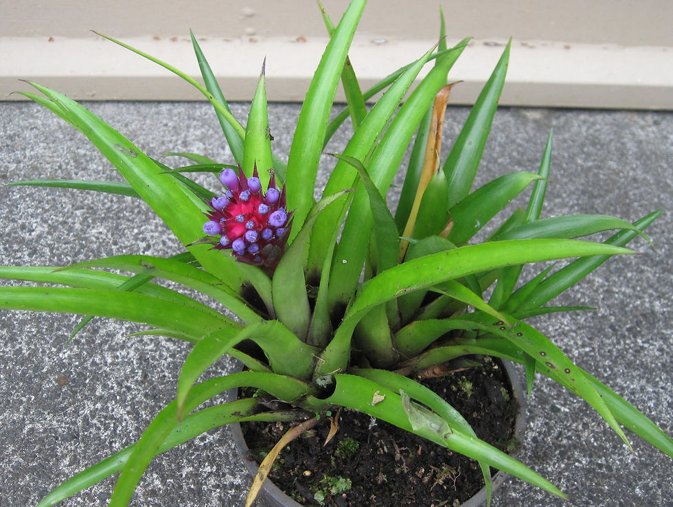 Aechmea Recurvata - Red Dragon