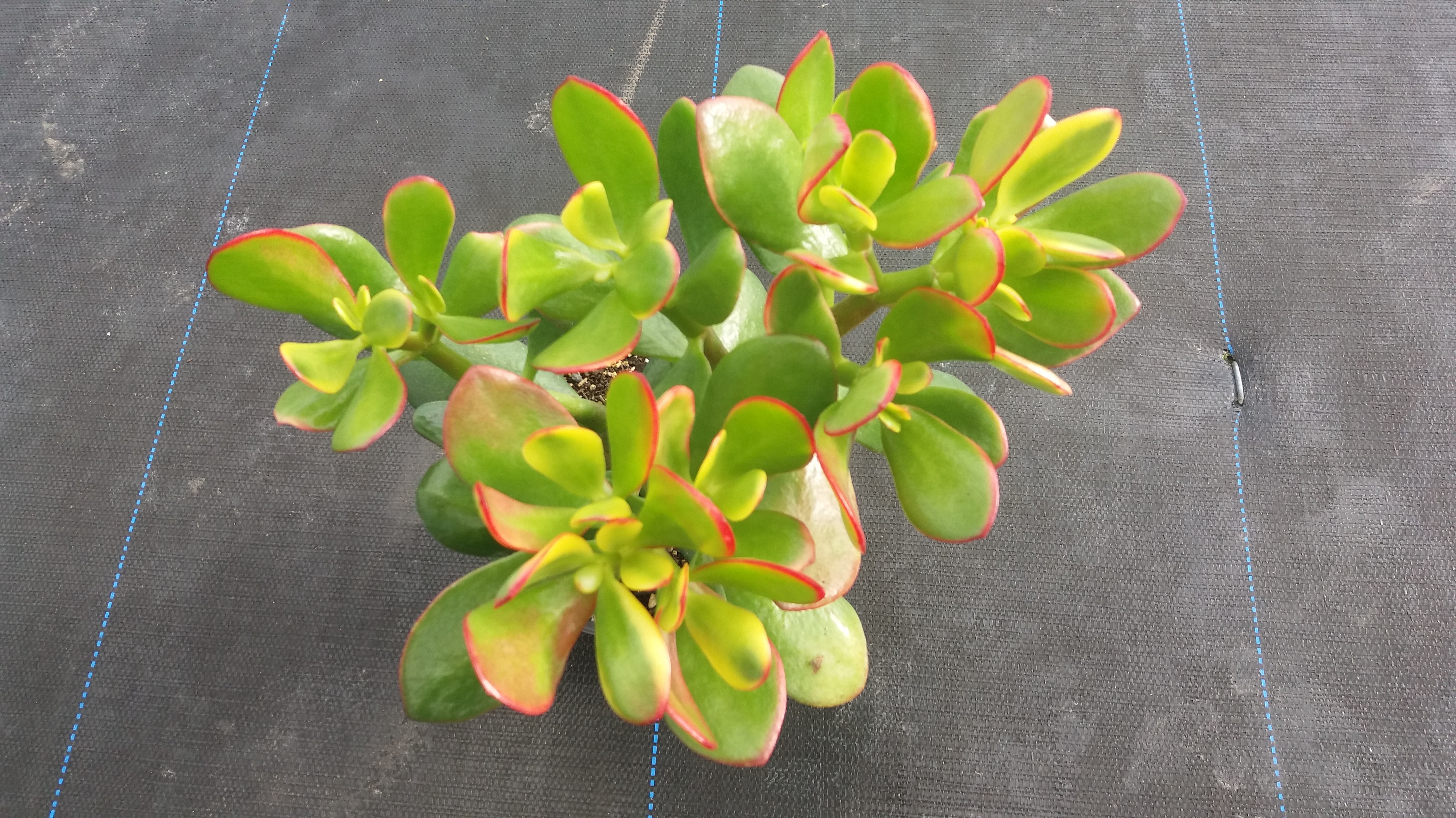 Crassula Ovata - Jade Tree