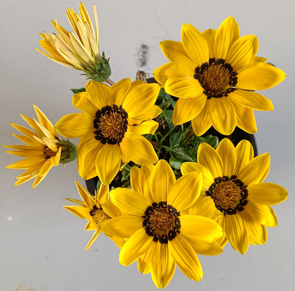 Gazania - Yellow