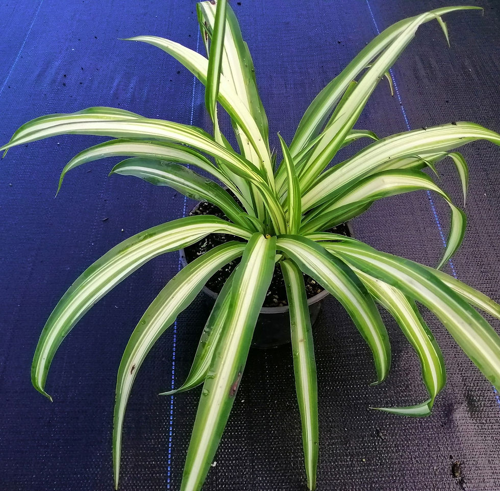 Chlorphytum Cosmosum - Spider Plant