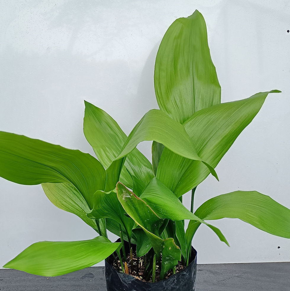Aspidistra