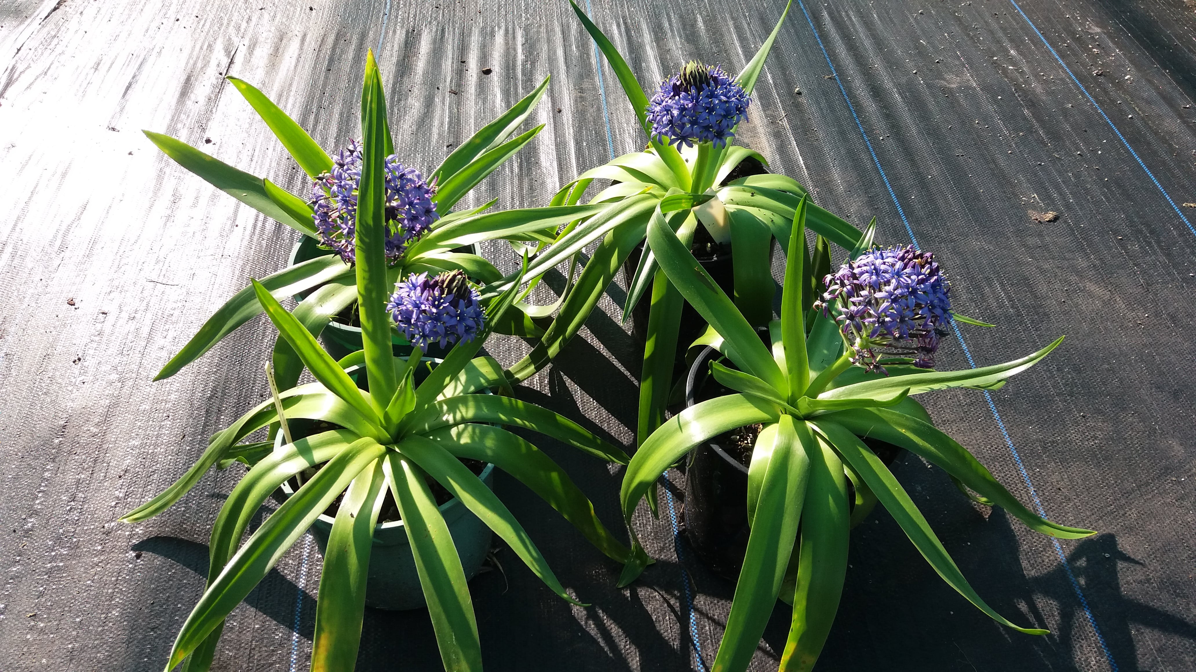 Scilla Peruviana