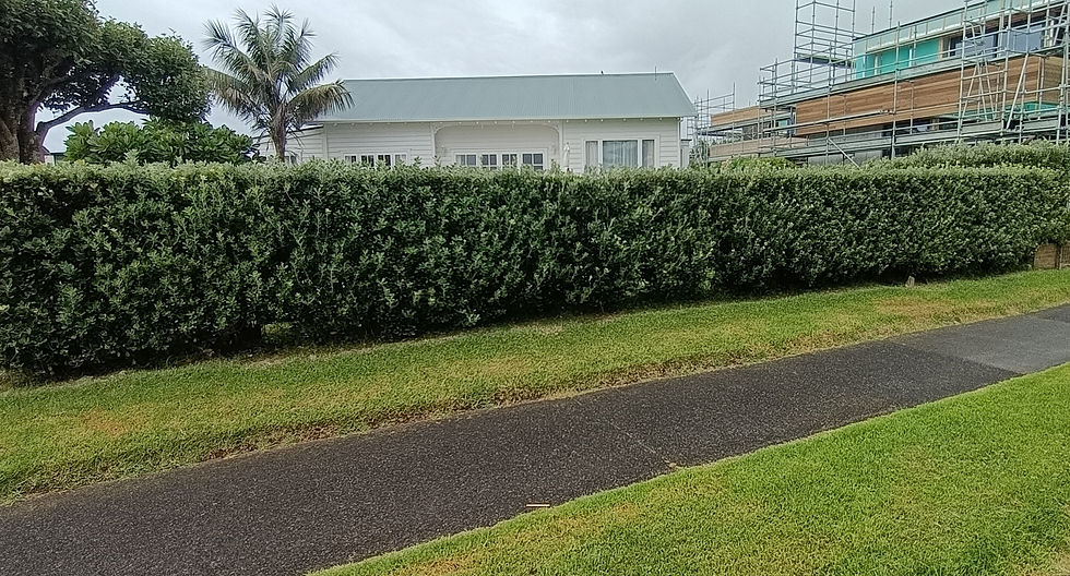 Karo Hedge - Pittosporum Crassifolium