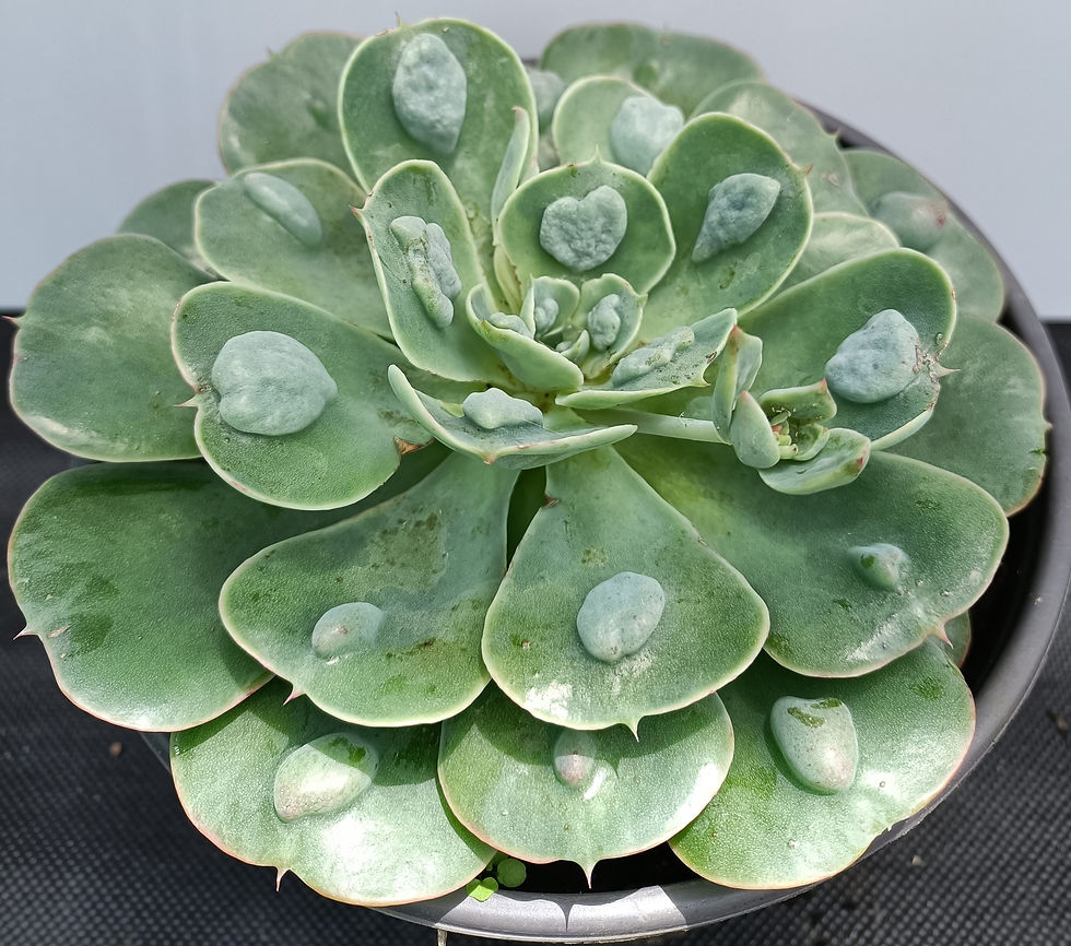 Echeveria Raindrops