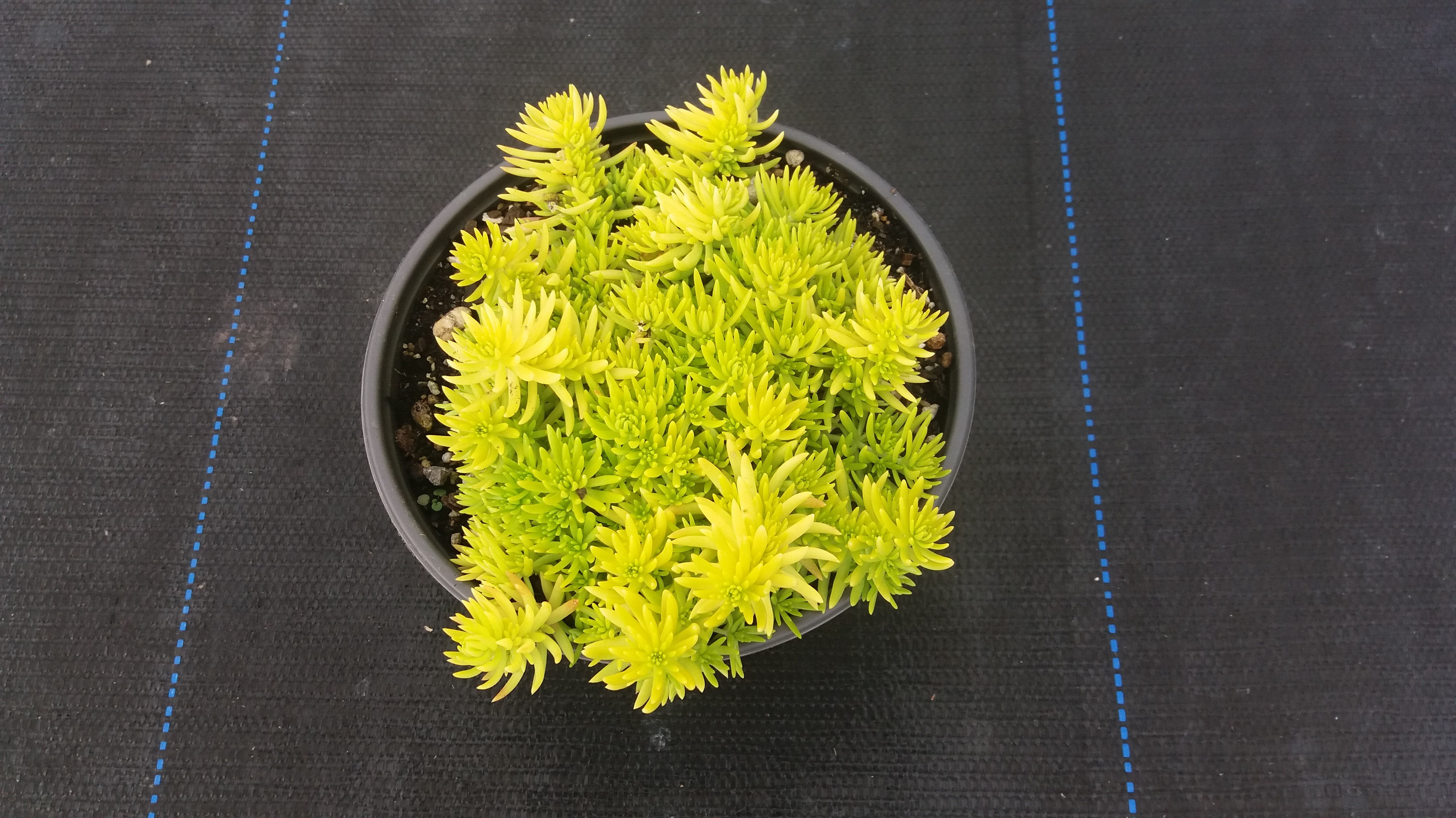 Golden Glow - Sedum Mexicanum